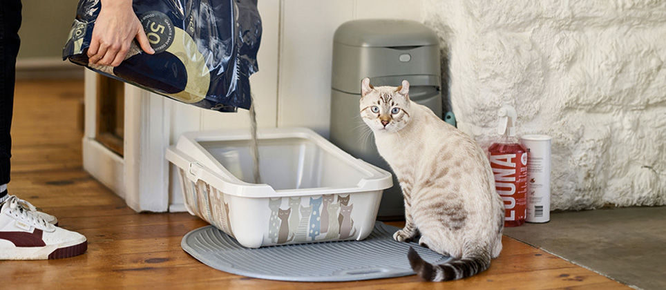 Medium Cat Litter Box: How to Pick the Right Size and Style? This Will Help You to Choose for Your Cat!