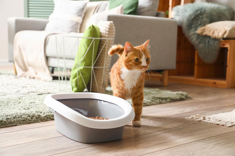 Moving Cats Litter Box: Easy Tips to Avoid Messes and Keep Your Cat Happy