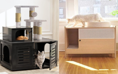 Medium Cat Litter Box: How to Pick the Right Size and Style? This Will Help You to Choose for Your Cat!