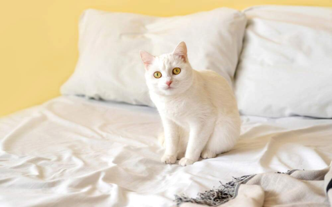 Why does my cat dig at my blanket? Uncover this kitty behavior!