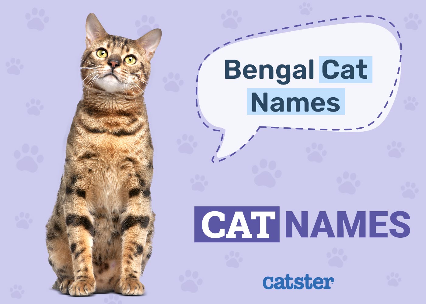 Cool Female Bengal Cat Names: Find a Name as Unique as Your Cats Spots!