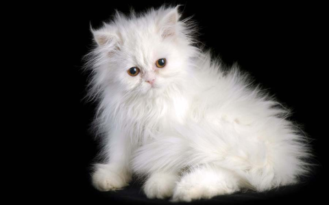 How much does a Persian cat cost? (The ultimate guide to pricing and costs!)