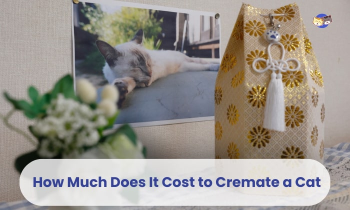 How much does it cost to cremate a cat? Find the average costs now!