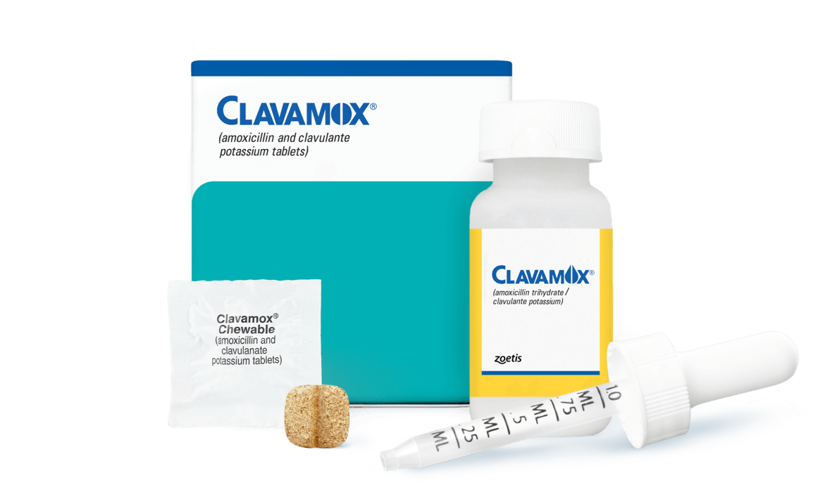 Clavamox for Cats: Skip the Vet Visit? (Find Out Where to Get It Prescription-Free)