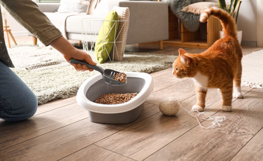 Training an outdoor cat to use a litter box: Easy tips for success!