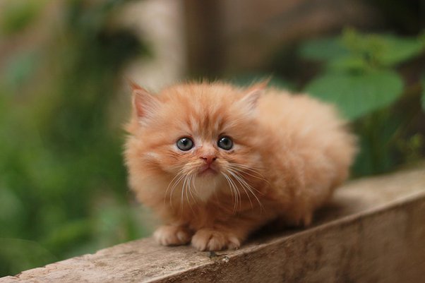 How Much Are Persian Cats? Tips for Finding Your Dream Kitten!