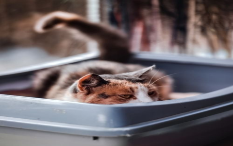 My Cat Pees Outside Litter Box: Why It Happens & Easy Fixes