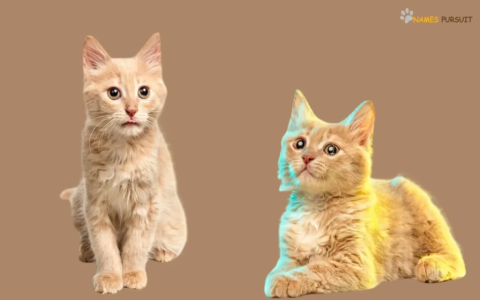 Choosing Cream Cat Names: How to Pick the Best Name for Your Cat!