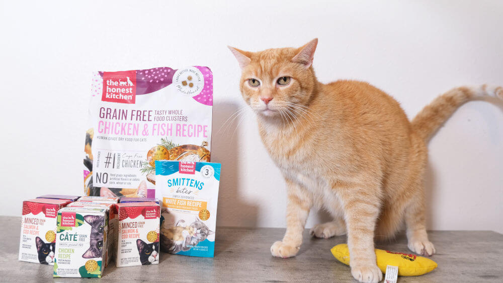 Honest Kitchen Cat Food Reviews: Pros & Cons (A Complete Guide for Cat Owners)