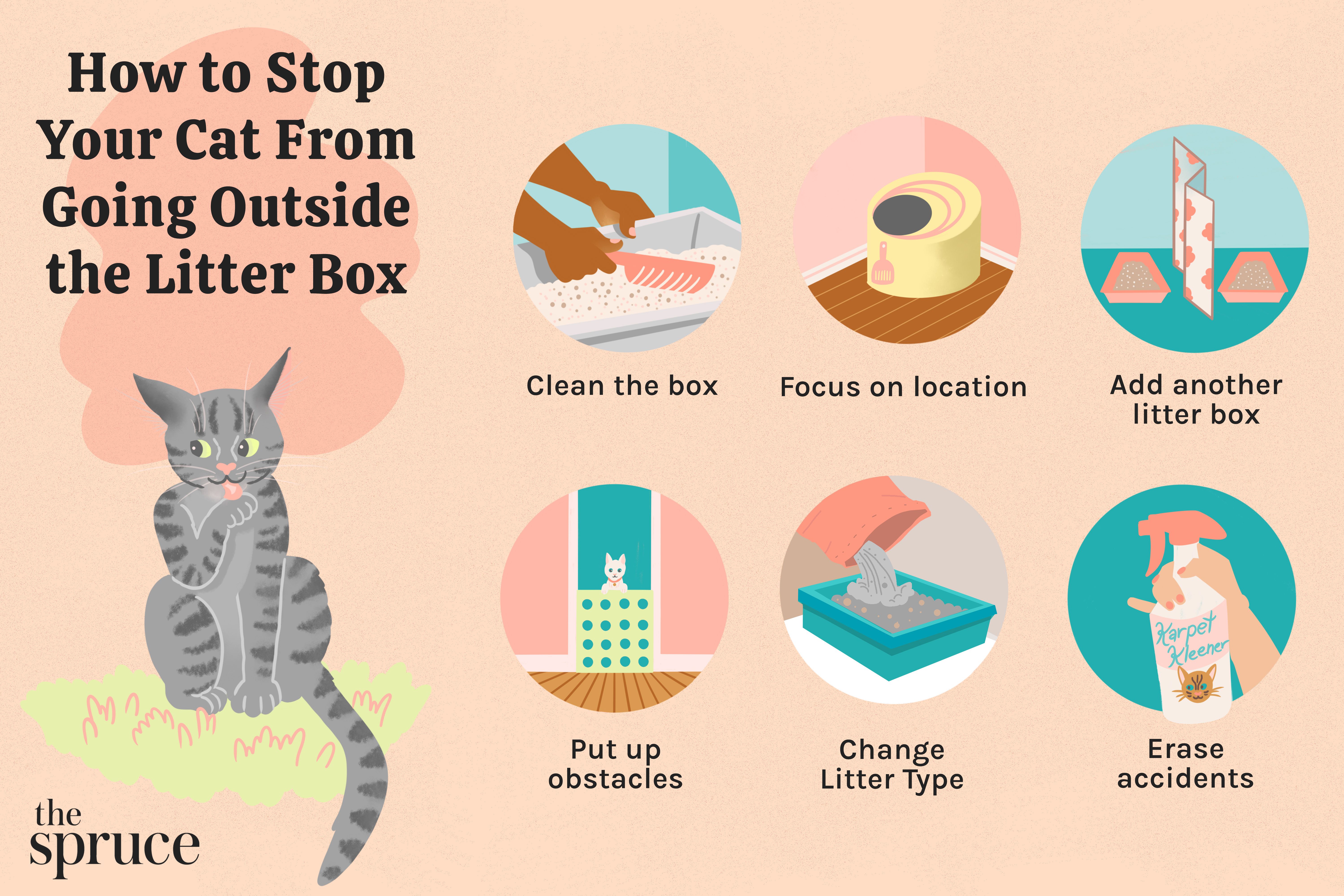 Is Your Cat Not Peeing in Litter Box But Pooping in Litter? Learn How to Address It