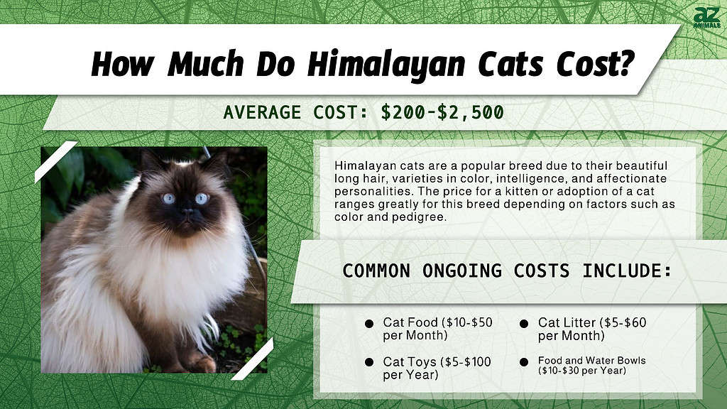 Himalayan Cat Cost Breakdown: How Much Is a Himalayan Cat Really?