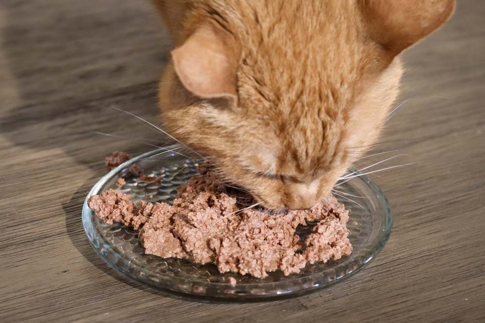 Too Much Vitamin E in Cat Food? (Dry Food Problems You Should Know)