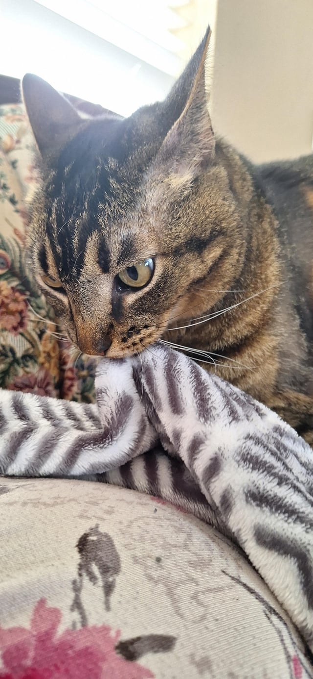 Why does my cat dig at my blanket? Uncover this kitty behavior!