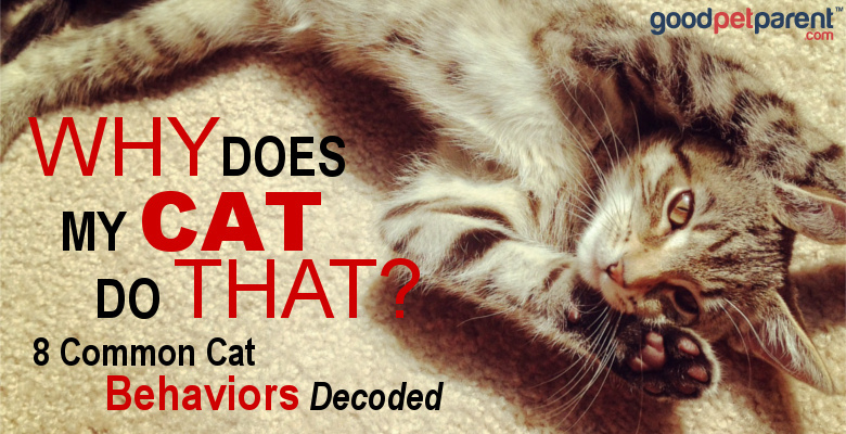 Why Does My Cat Try to Trip Me? Learn to Decode This Common Cat Behavior