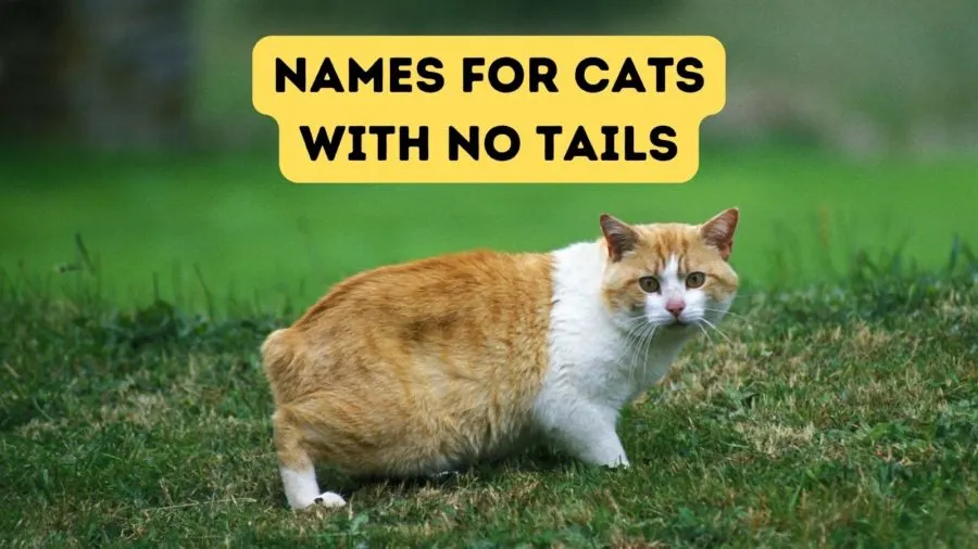 Fun Names for Cats With No Tail:  Find Great Ideas in Seconds!