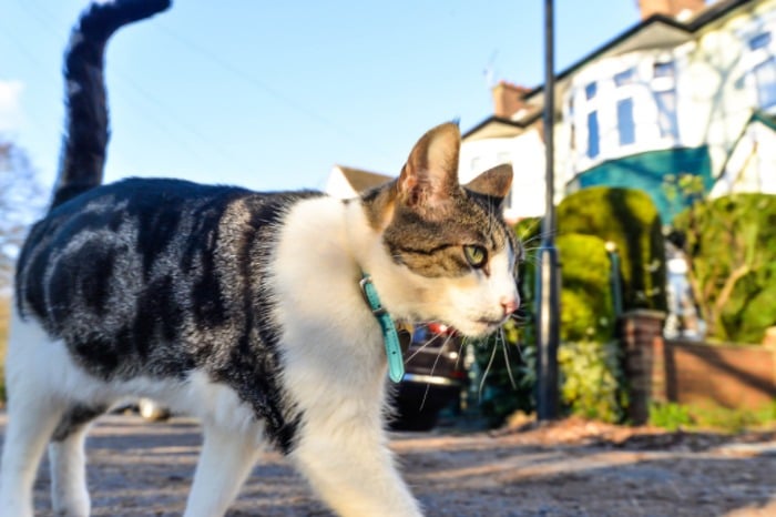 My Cat Is Walking Low To The Ground: Is It Serious? Find Out Now!