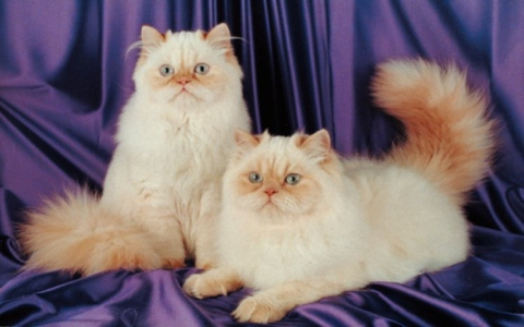 Himalayan Cat Cost Breakdown: How Much Is a Himalayan Cat Really?