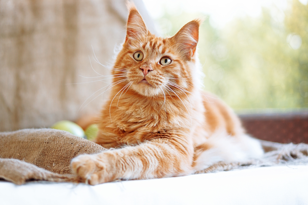 How Much Is A Female Orange Cat Worth? Check out these Factors!