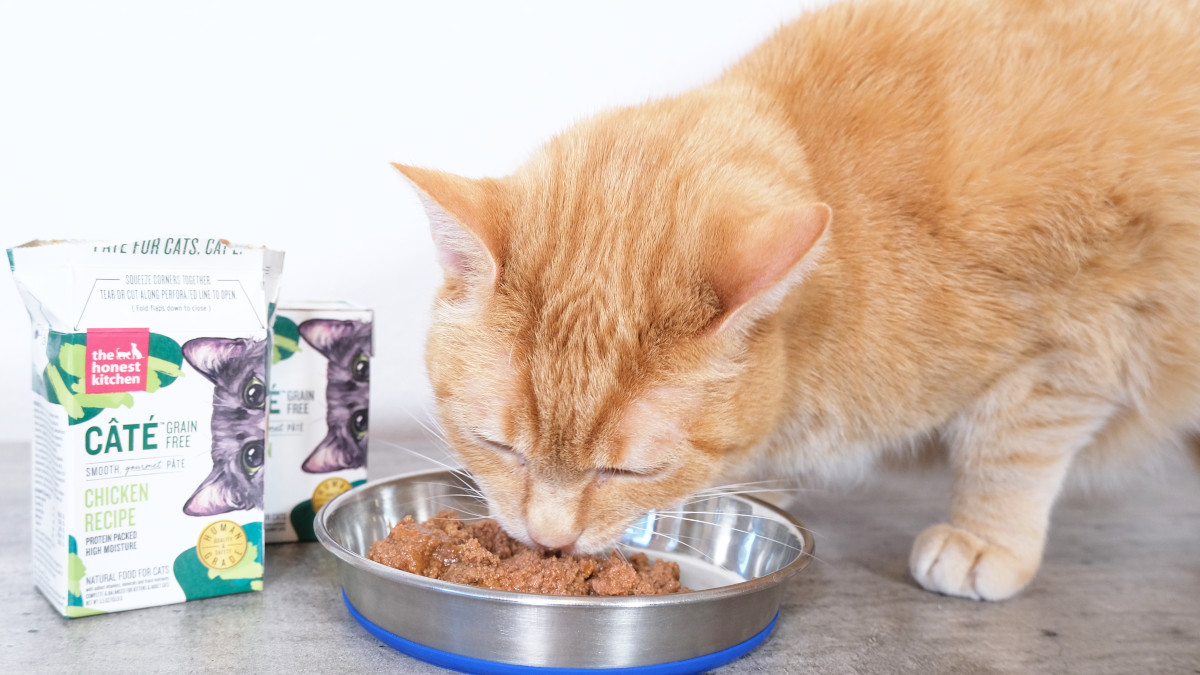 Where to Find Economical Real Meat Cat Food? We Reveal Top Deals and Brands!