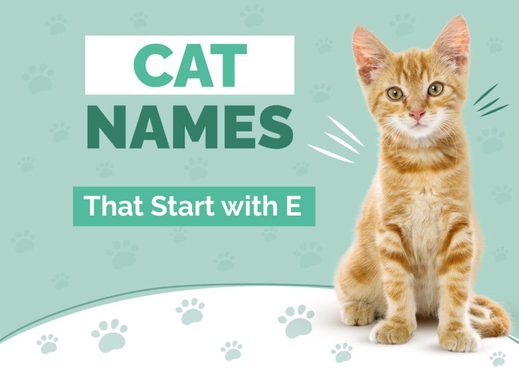 Need Cat Names Starting With E? Get Inspired Today!