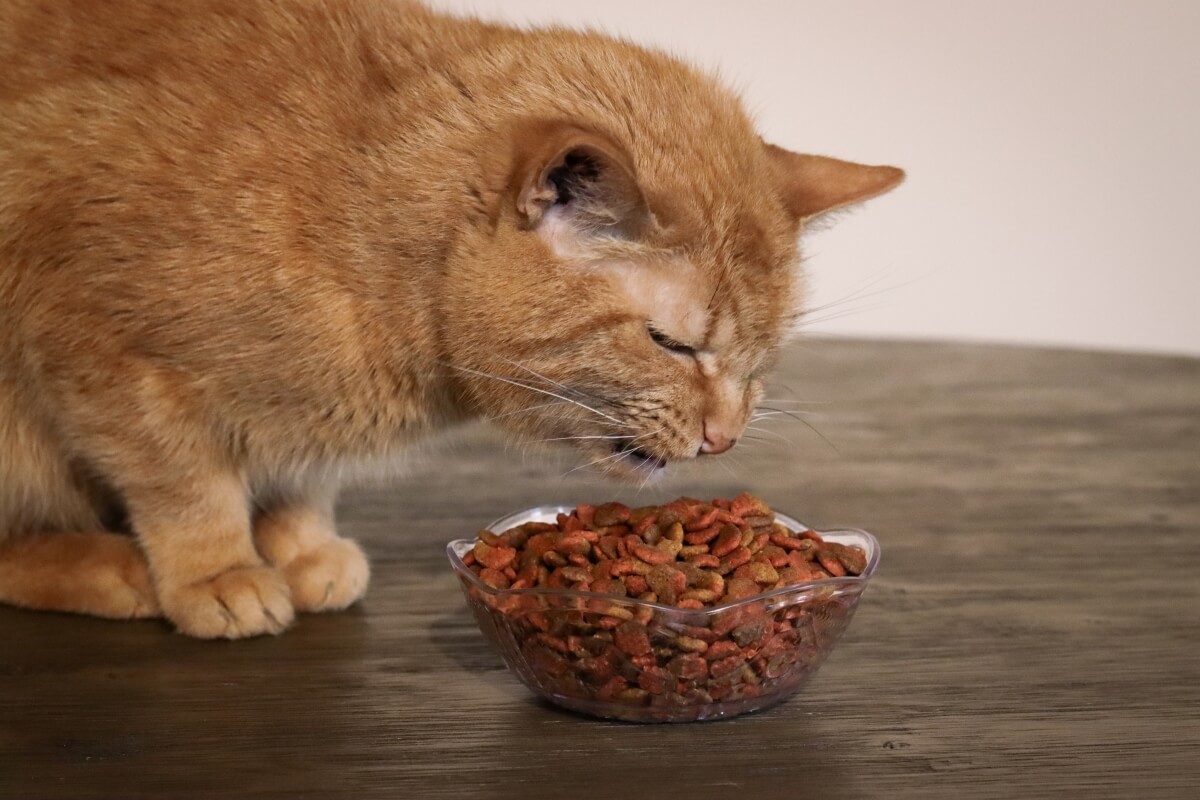 Wags Cat Food Ingredients: Good or Bad for Your Cat? (Find Out Here!)