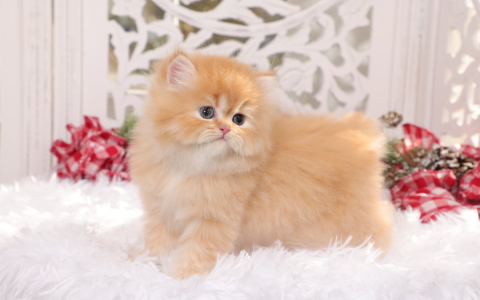 How Much Are Persian Cats? Tips for Finding Your Dream Kitten!