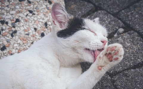 Cats love back scratches: why do cats lick you when you scratch their back?