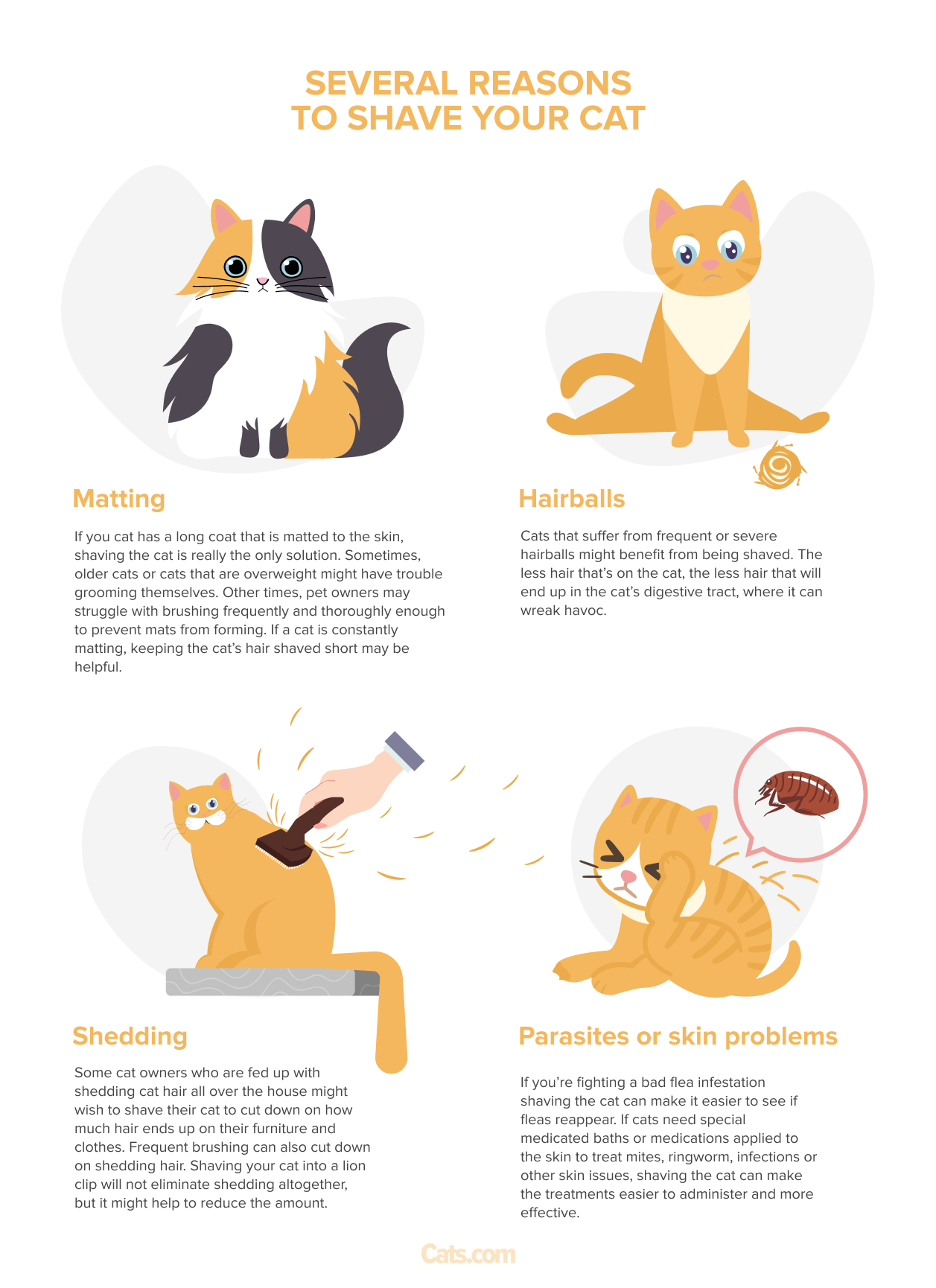 How much does it cost to shave a cat (Simple Guide for Owners)