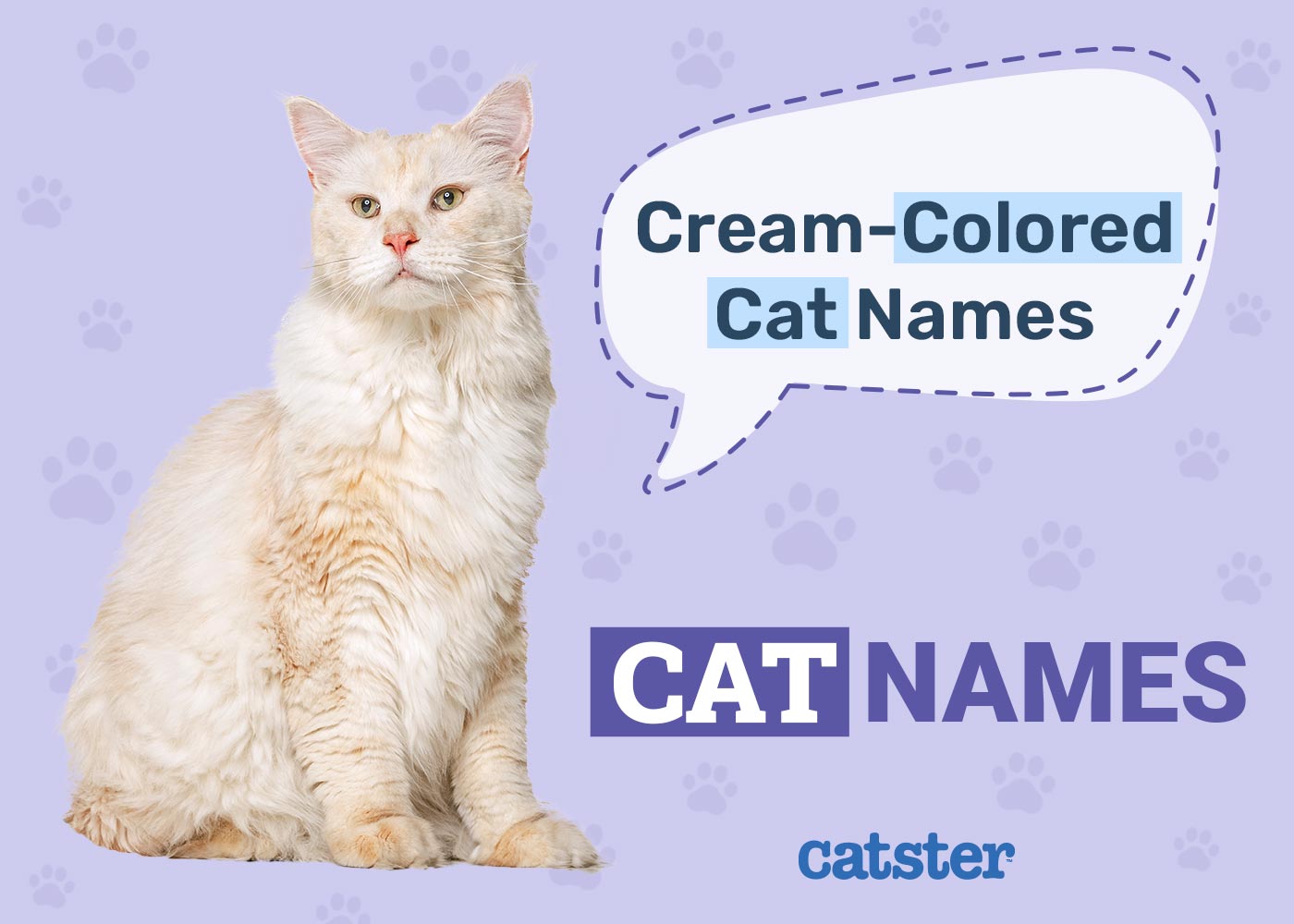 Choosing Cream Names for Cats? Here Are Some Great Options!