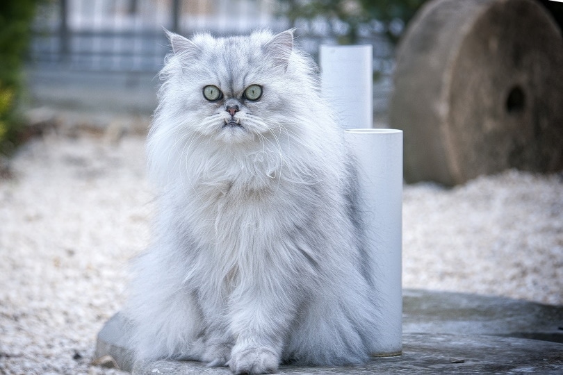 How Much Do Persian Cats Cost? Learn About the Initial and Ongoing Prices!