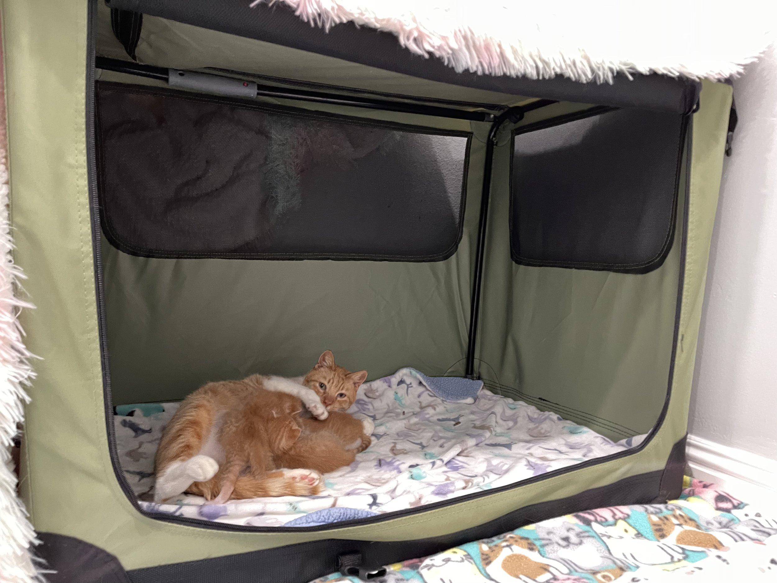 Kitten Whelping Box Setup:  Make a Comfy Space for Mom and Babies