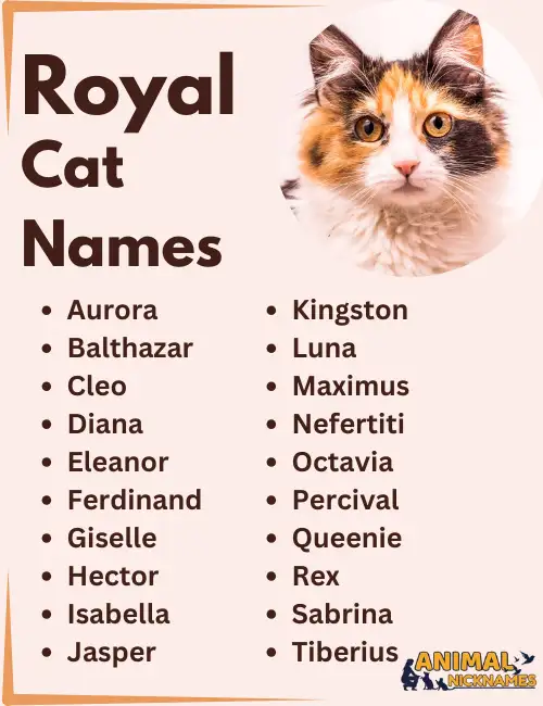 Unique Names for Fluffy Cats: Find the Perfect Cute Name!