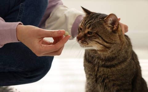 Too Much Vitamin E in Cat Food? (Dry Food Problems You Should Know)