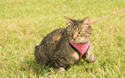 My Cat Is Walking Low To The Ground: Is It Serious? Find Out Now!