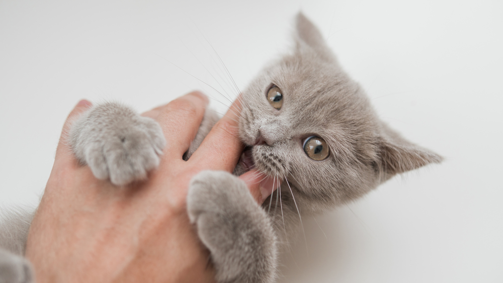 Cats Chewing on Fingers: Is It a Sign of Affection or a Problem?