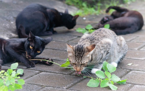 Why Do Cats Like Silvervine? (Discover the Feline Attraction)