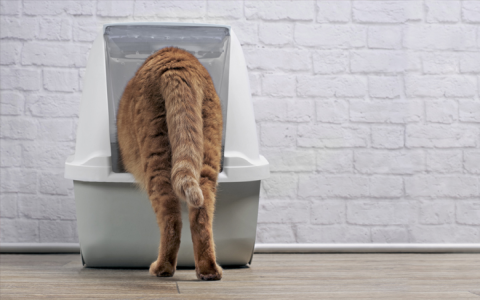 Flying Bugs in Cat Litter Box? Common Causes & Easy Solutions