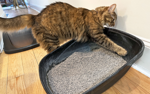 Litter Box Games? What to Do When Your Cat Keeps Playing in Litter