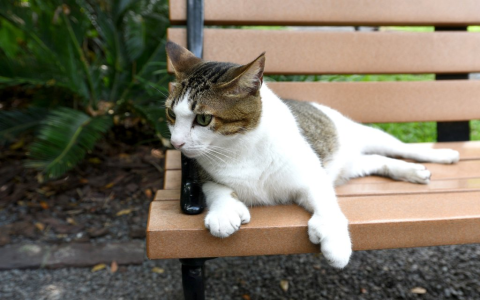 Best Names for Polydactyl Cats: Find the Perfect Fit!