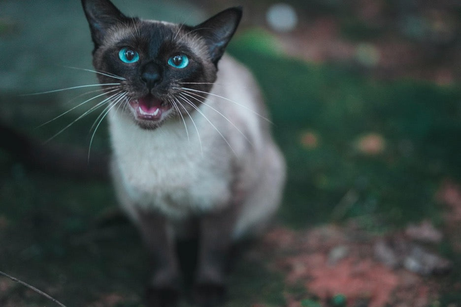 Why Do Siamese Cats Talk So Much - (Is All That Meowing Normal?)