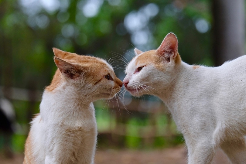 Cats touch noses then hiss - what does it mean? Learn cat communication!