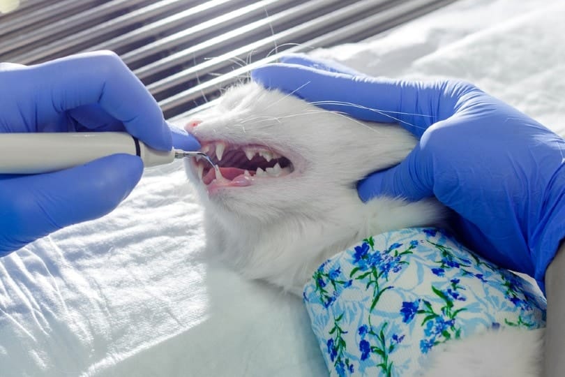 Cat Tooth Extraction: How Much Does It Really Cost You?