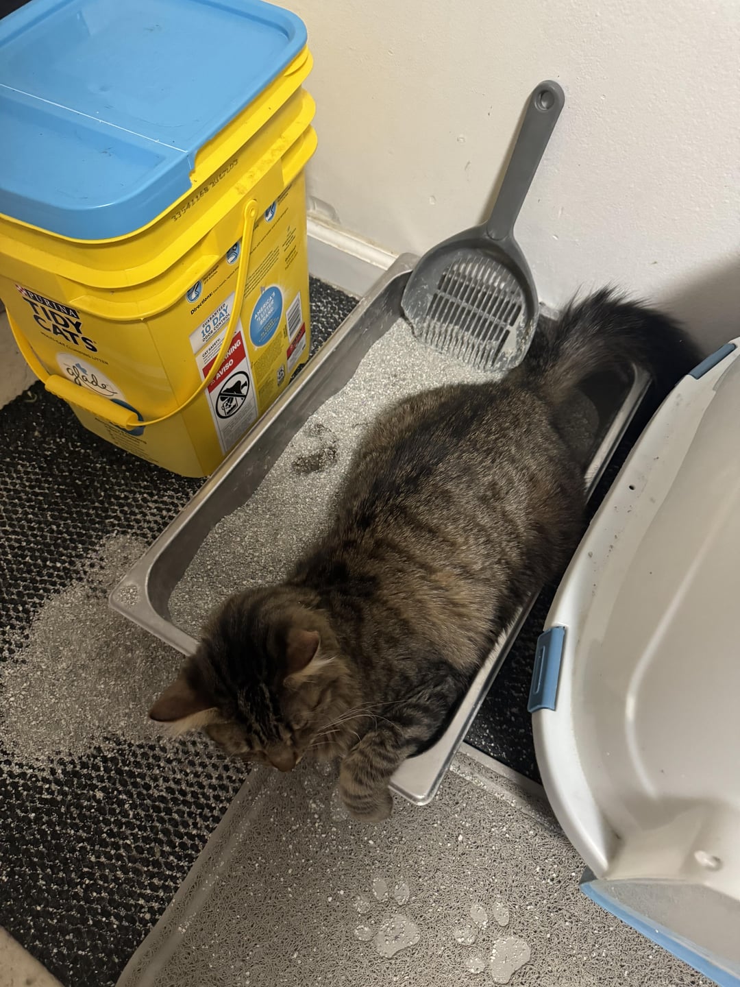 My Cat Hasnt Used Litter Box All Day: Common Reasons and What to Do.