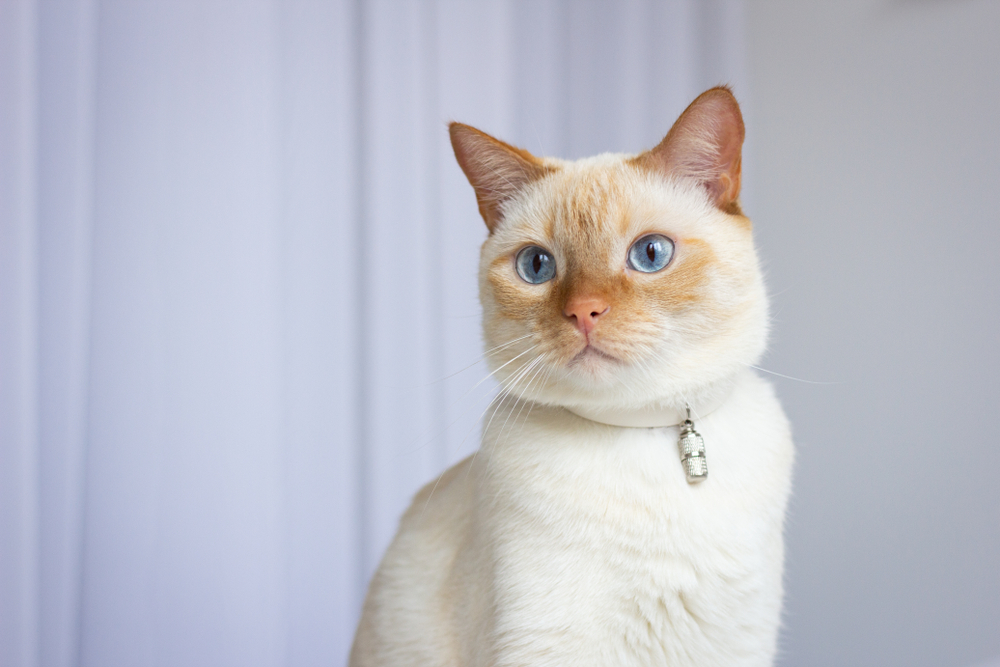 Flame Point Siamese Cats: How Much Do They Cost? (Prices & Tips!)