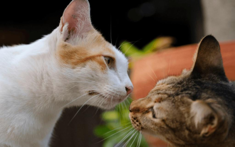 Cats touch noses then hiss - what does it mean? Learn cat communication!