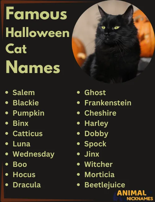 Cool Halloween Names for Cats: Spooky and Fun Ideas for Your Feline Friend!