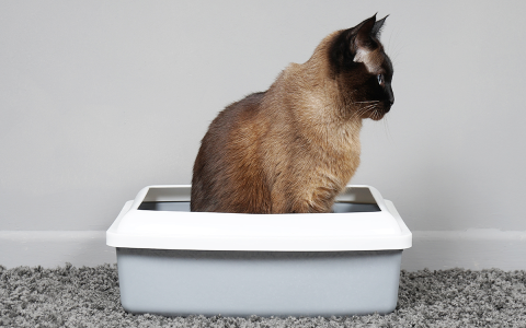 Why Your Cat Uses Litter Box for Poop, Not Pee? Get Help!