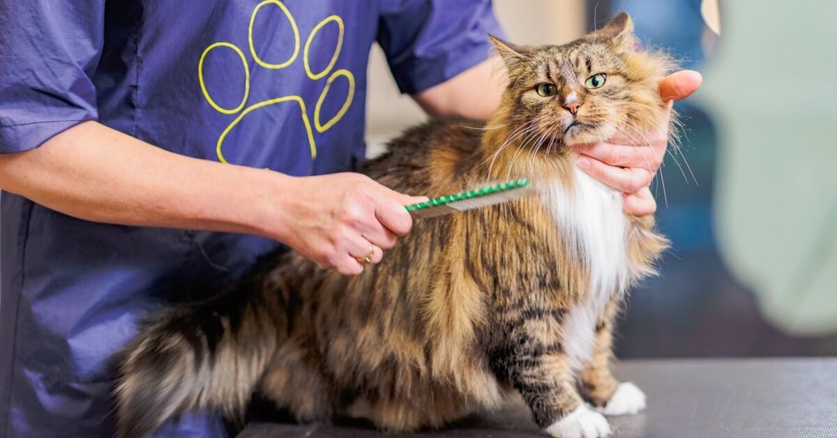 Help! My Cats Fur is a Mess: Best Litter for Long Haired Cats Revealed