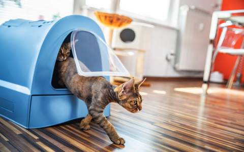 How Long Can Cats Go Without Using the Litter Box? Learn the Risks of Waiting!