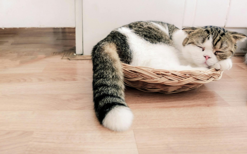 Need Erythromycin Ointment for Cats? Heres Where to Get It and How to Use It